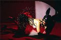 Foto Tentazioni Hot Trans Modena Vanessa Hilton - 130