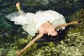 Foto Tentazioni Hot Transescort Alba Adriatica Victoria Luxo - 49